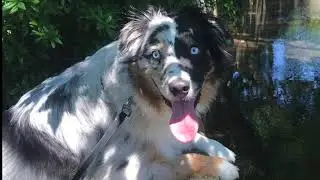 OREO the pup!