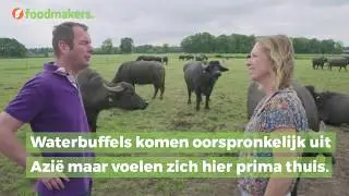 Mozzarella van Hollandse waterbuffels?