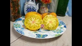 Tasmanian Blushing Tomato Seeds For Sale At Bounty Hunter Seeds com