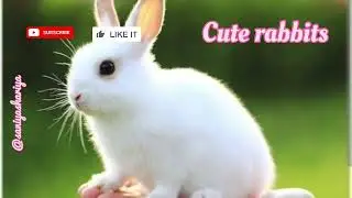 Amazing and Lovely Rabbit. #shorts #india #hindi #urdu #viralreels #comedy #quotes #shayari #telugu