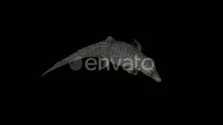 Crocodile Walk Right Top | Motion Graphics - Envato elements