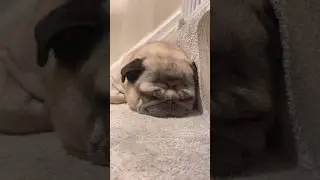 Cute Sleepy Dog 😴 #sleepydog #sleepy #dog #shorts #youtubeshorts #dogshorts #pug