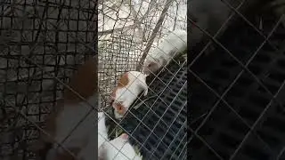 This how you determine that your Guinea pig female (sow) not ready to breed to your male (boar)