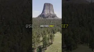 What is petrified wood? #petrifiedwood #fossils #nature
