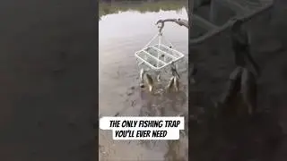 Genius Fish Catching Technique #fishtrap #fishinghack #fishing