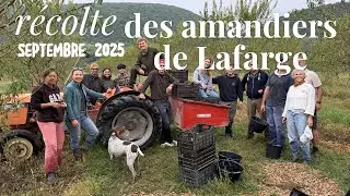 Récolte des Amandiers de Lafarge - Septembre 2025