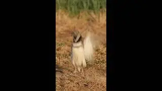 MVI 4847 R Little Bustard