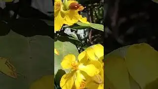 Money tree flower#shorts#beautiful