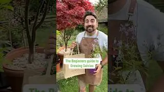 The beginners guide to Growing Salvia #gardeningtips