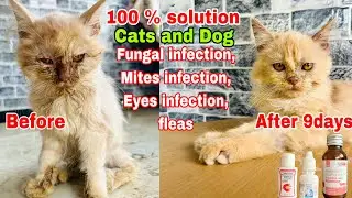 Cats and Dog Fungal infection treatment | Fleas treatment | Eyes infection treatment | Ringworm cat