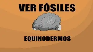 Equinodermo - Ver F&oacute;siles