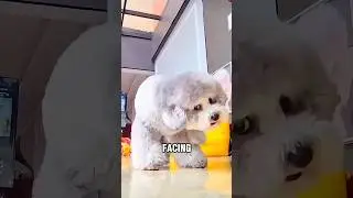 This Dog HATES Cameras&hellip; and He&rsquo;s Had ENOUGH!