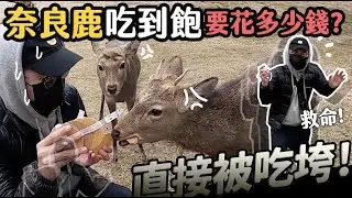 奈良鹿吃到飽要花多少錢？直接被吃垮！【狸貓】
