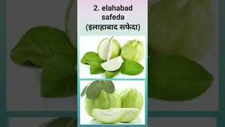 Guava varieties । अमरुद की उन्नत किस्में,L49, Lucknow 49, elahabad safeda,lalit,lal-amrud