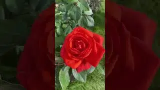 ЦВЕТЕТ РОЗА СОРТ КРАЙСЛЕР ИМПЕРИАЛ #дача #сад #garden #розы