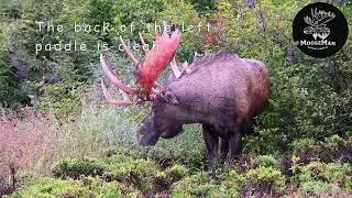 Big, Damaged Alaska Bull Moose Sheds His Velvet | MooseMan Video Photography Calendar