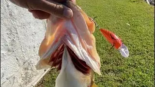 How to Bass Fish Ponds During November
