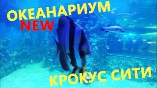 Океанариум Крокус Сити Москва ОТКРЫТИЕ - обзорное видео от POPOZAK