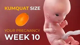 10 Weeks Pregnant: Baby Is the Size of a Kumquat 🍊 What&rsquo;s Happening Now