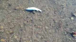 Canadaway Creek Fishing Part 2.