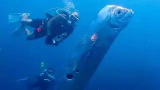 Everything We Learned About Animals and Life on Earth This Year