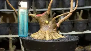 Bonsai mini kualitas boleh di adu!!