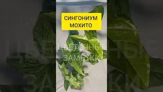 Syngonium Mojito | An interesting variety with its own character