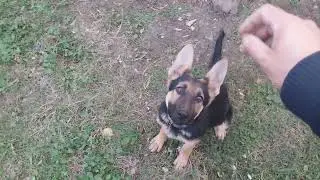 Avem un Nou Animalut la Ferma Gradina Bio 
