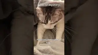 Feline Fortune Cookies: Paws of Mystery #shorts #cat #subscribe