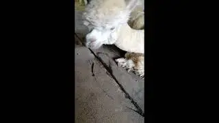 Sleeping (Beauty) Alpaca
