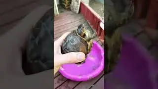 How to make a Way-Cool wading pool for Box Turtles! Sooo easy & inexpensive! 🐢👍❤️