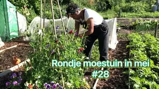 Mijn moestuin avontuur #28 rondje moestuin in mei.