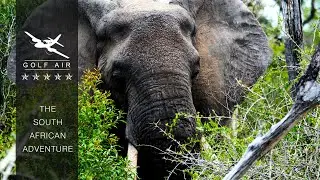 The South African Adventure