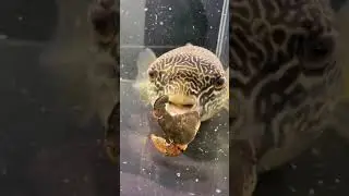 Feed a Crab to the Puffer Fish. Puffer's teeth are stronger than you think