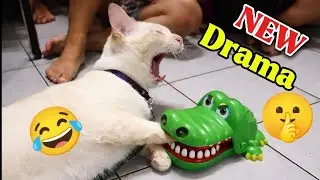 Funny cats video and cats meowing 😹😂Try not to laugh at funny Cats movements 😺 #cat #meow #funny 