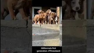 #gkkennels #apbt #doglife #gg #throwback