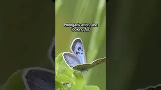 Plant Hires Butterfly