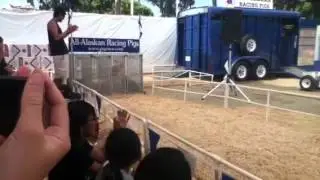 Alaskan pig races