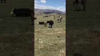 Beast Mode #cowboys #horse #roping #ranchlife