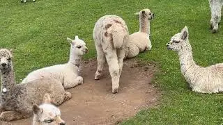 Class of 2024 The Mullacott Cria, one by one