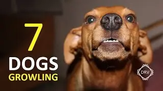 DOGS GROWLING Sound Effect | 7 Sounds to Annoy Dogs HD