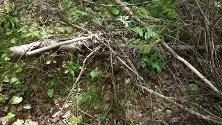 There is plenty of work still to do I Paying it forest