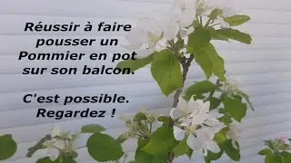 #1 - Mon Pommier en pot
