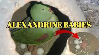 Alexander breeding pairs ky first clutch baby dy deye #baby #bird