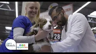 VIP Petcare - Holiday Tips for Safe & Happy Pets