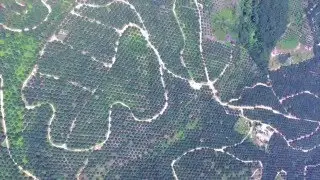 Palm Oil Plantation