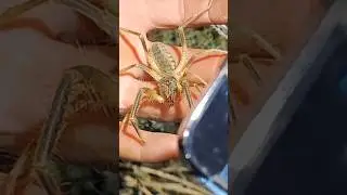 Сальпуга и её мощные хелицеры,которые в легкую кромцают саранчу