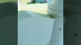 Quaker Parrot talking 