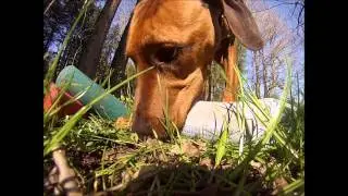 Rhodesian Ridgeback Ayo beim Apportiertraining / Rhodesian Ridgeback retrieve training