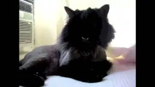 Princess Monster Dreamer